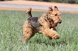 AIREDALE TERRIER 126